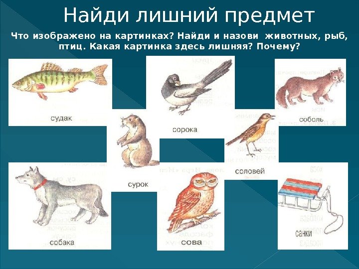 Что изображено на картинках? Найди и назови животных, рыб,  птиц. Какая картинка здесь